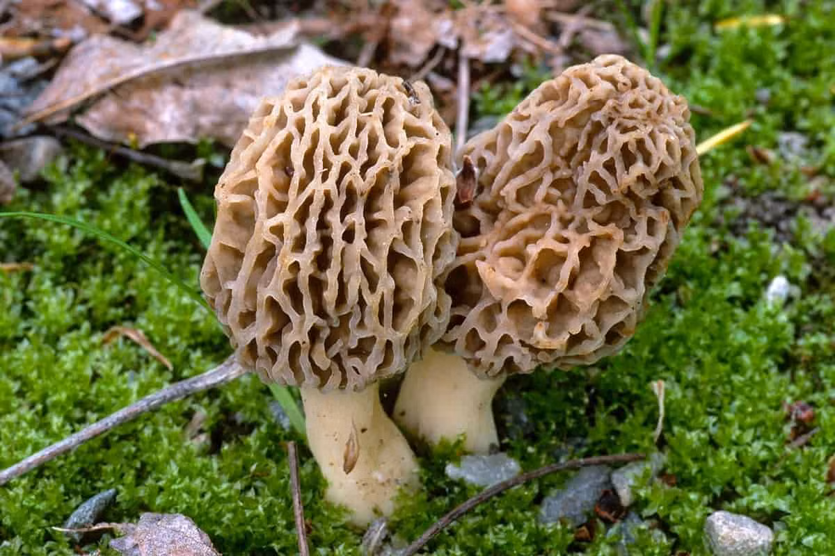 Nấm Guchchi thường được sử dụng trong các món ăn cao cấp. Ở vùng Kashmiri, nấm được thái hạt lựu rồi xào với các gia vị, hoặc nấu trong siro để thưởng thức. Hương vị của nấm Guchchi không chỉ làm say lòng những người yêu ẩm thực mà còn là một phần không thể thiếu trong các bữa tiệc sang trọng.(Ảnh: Arad Branding)