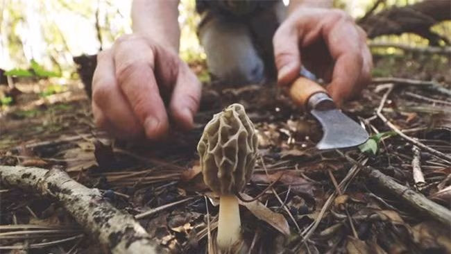 Được tìm thấy chủ yếu ở các vùng núi cao của Ấn Độ, đặc biệt là ở thung lũng Kangara và Manali thuộc bang Himachal Pradesh, nấm Guchchi không chỉ nổi tiếng bởi hương vị thơm ngon mà còn bởi quá trình thu hoạch đầy gian nan và thử thách.(Ảnh: Người đưa tin)