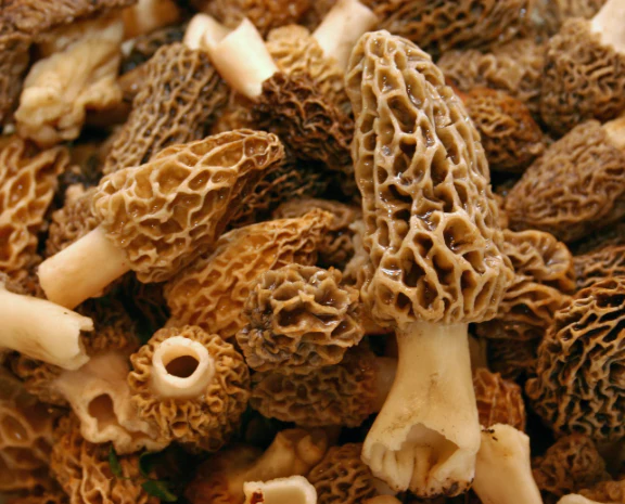 Việc tìm kiếm nấm Guchchi không hề dễ dàng. Những người thợ săn nấm phải dậy từ sáng sớm, băng qua những khu vực nguy hiểm và đôi khi phải đào qua lớp tuyết dày để tìm kiếm. (Ảnh: BeeTribe)