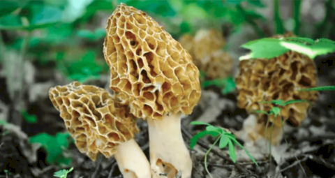 Nấm Guchchi có phần mũ xốp, hình tổ ong với các nếp gấp không đẹp mắt nhưng lại chứa đựng hương vị thơm ngon đặc biệt. (Ảnh: PicturePush)