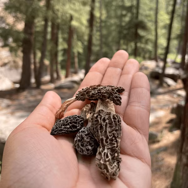 Nấm Guchchi là một loại thực phẩm quý hiếm mang lại giá trị kinh tế cao đồng thời còn là minh chứng cho sự kỳ diệu của thiên nhiên.(Ảnh: Vibecity)