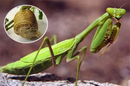 Bọ ngựa, hay còn được biết đến với tên gọi ngựa trời, là loài côn trùng có hình dáng độc đáo và khả năng săn mồi tuyệt vời. Chúng thường làm tổ trên cây dâu tằm, một loại cây quen thuộc trong đời sống nông nghiệp Việt Nam. (Ảnh: Sức khỏe đời sống)