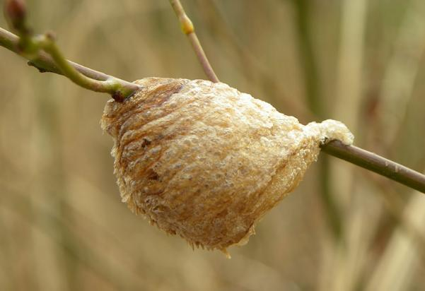 Theo y học cổ truyền, tang phiêu tiêu có nhiều công dụng quý báu. Nó được cho là có tác dụng bổ thận, cố tinh, và điều trị các vấn đề sinh lý nam.(Ảnh: medinet)