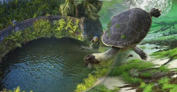 Một trong những lý do khiến rùa có thể tồn tại dưới đáy giếng sâu mà không chết là khả năng chịu đói. Chúng có thể sống sót trong điều kiện thiếu thốn thức ăn nhờ vào việc tiêu thụ ít năng lượng. (Ảnh: Phunutoday)