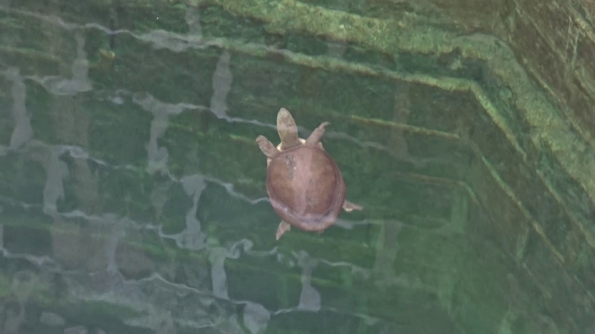 Rùa không di chuyển nhiều và có thể sống sót mà không cần ăn trong nhiều ngày, thậm chí là vài tuần.(Ảnh: YouTube)