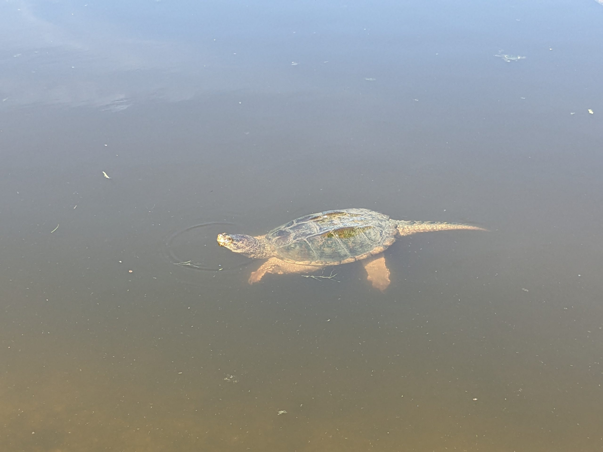 Giếng cổ thường là nơi yên tĩnh, không bị quấy rầy bởi con người hay các loài động vật săn mồi khác. Điều này tạo ra một môi trường sống an toàn cho rùa, giúp chúng có thể phát triển mà không phải lo lắng về nguy cơ bị tấn công.(Ảnh: Nature of Niakwa)