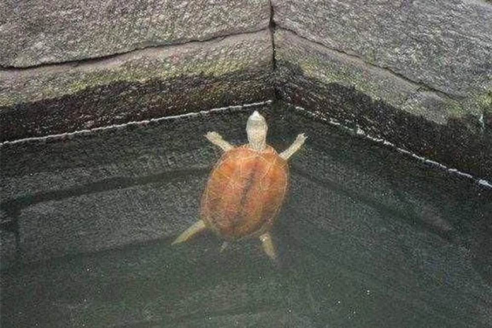 Việc rùa có thể tồn tại dưới đáy giếng sâu không chỉ là một hiện tượng tự nhiên thú vị mà còn phản ánh khả năng sinh tồn phi thường của loài động vật này. Từ khả năng chịu đói, nguồn thức ăn tự nhiên, môi trường sống an toàn, đến tín ngưỡng và thực hành của người xưa, tất cả đều góp phần giải thích vì sao rùa có thể sống sót và phát triển dưới đáy giếng sâu.(Ảnh: Phụ nữ Việt Nam)