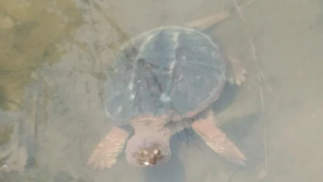 Mặc dù giếng cổ có vẻ như là một môi trường khắc nghiệt, nhưng thực tế lại cung cấp đủ nguồn thức ăn cho rùa. Các sinh vật phù du, côn trùng rơi xuống nước và rêu mọc trên thành giếng đều là những nguồn thức ăn quan trọng giúp rùa duy trì sự sống.(Ảnh: Reddit)