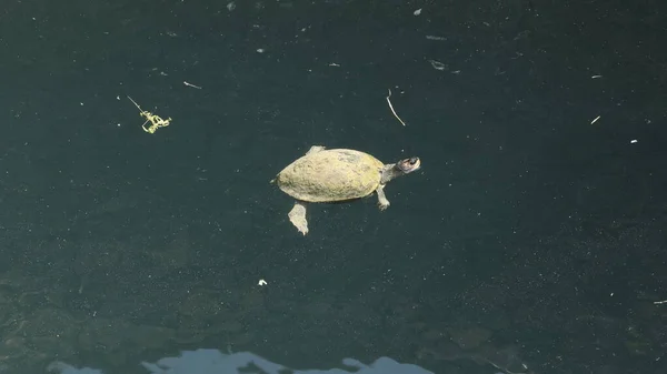 Người xưa thường thả rùa vào giếng để kiểm tra chất lượng nước và ngăn ngừa ô nhiễm. Rùa được coi là biểu tượng của sự trường thọ và may mắn, nên việc nuôi rùa trong giếng cũng là một phần của tín ngưỡng và thực hành văn hóa.(Ảnh: Everypixel)