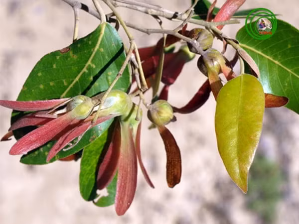 Loài cây này không chỉ có vai trò phòng hộ và bảo vệ môi trường sinh thái, mà còn được sử dụng làm gỗ quý trong đóng tàu và các vật dụng gia đình. Gỗ của nó càng để lâu càng cứng như sắt.(Ảnh: VietnamPlus)