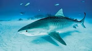 Mặc dù cá mập có thể nguy hiểm, nhưng chúng đóng vai trò quan trọng trong hệ sinh thái biển và cần được bảo vệ. (Ảnh: Two River Times)