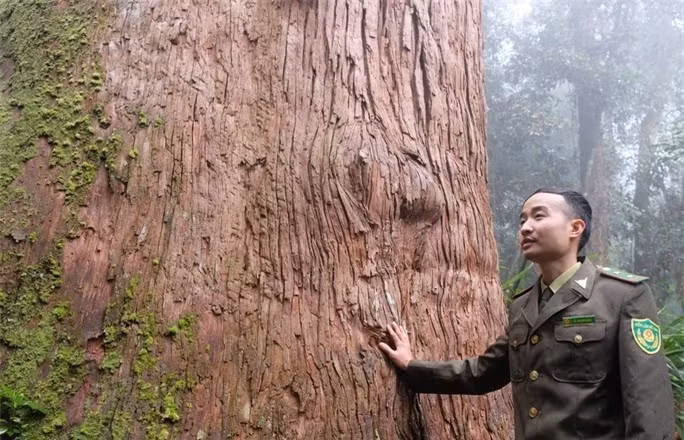 Cây sa mu dầu, hay còn gọi là Cunninghamia konishii, là một loài cây quý hiếm thuộc họ Cupressaceae. (Ảnh: DNVN)