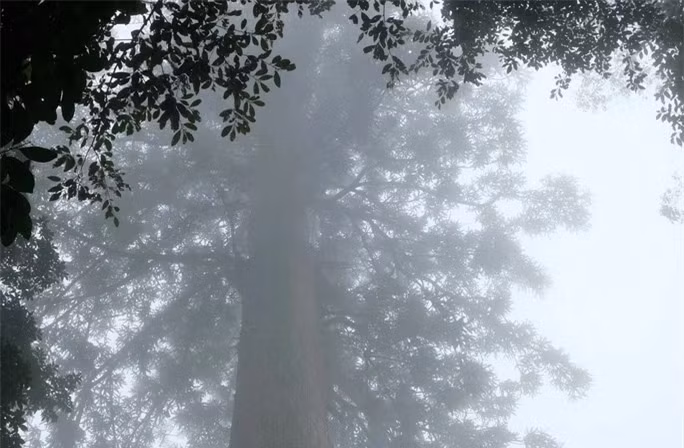 Không chỉ có giá trị về mặt sinh học, cây sa mu dầu còn mang ý nghĩa văn hóa sâu sắc đối với cộng đồng địa phương. Người dân bản địa coi cây sa mu dầu là “thần mộc” và bảo vệ nghiêm ngặt. Những cánh rừng nguyên sinh nơi cây sa mu dầu sinh trưởng cũng là nguồn cung cấp nước và sinh kế cho người dân.(Ảnh: DNVN)