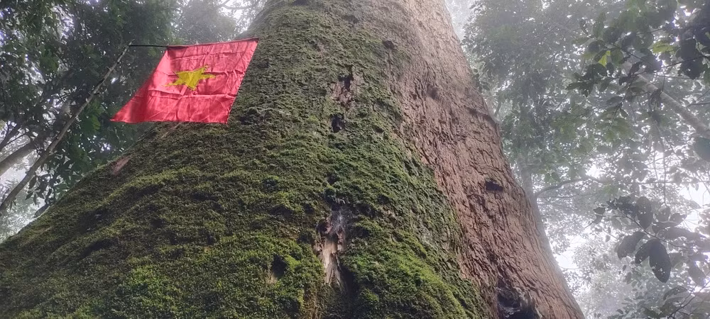 Cây sa mu dầu không chỉ là một loài cây quý hiếm mà còn là biểu tượng của sự bền bỉ và sức sống mãnh liệt của thiên nhiên Việt Nam. Việc bảo vệ và phát triển bền vững loài cây này không chỉ góp phần bảo tồn đa dạng sinh học mà còn mang lại lợi ích kinh tế và văn hóa to lớn cho địa phương.(Ảnh: Báo Sài Gòn giải phóng)