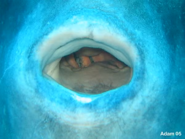 Mặc dù có kích thước khổng lồ, miệng của chúng lại rất nhỏ và không có răng, thay vào đó, chúng sử dụng lưỡi để nghiền nát thức ăn như sứa, giáp xác nhỏ và sinh vật phù du.(Ảnh: Virginia Tech Ichthyology Class)