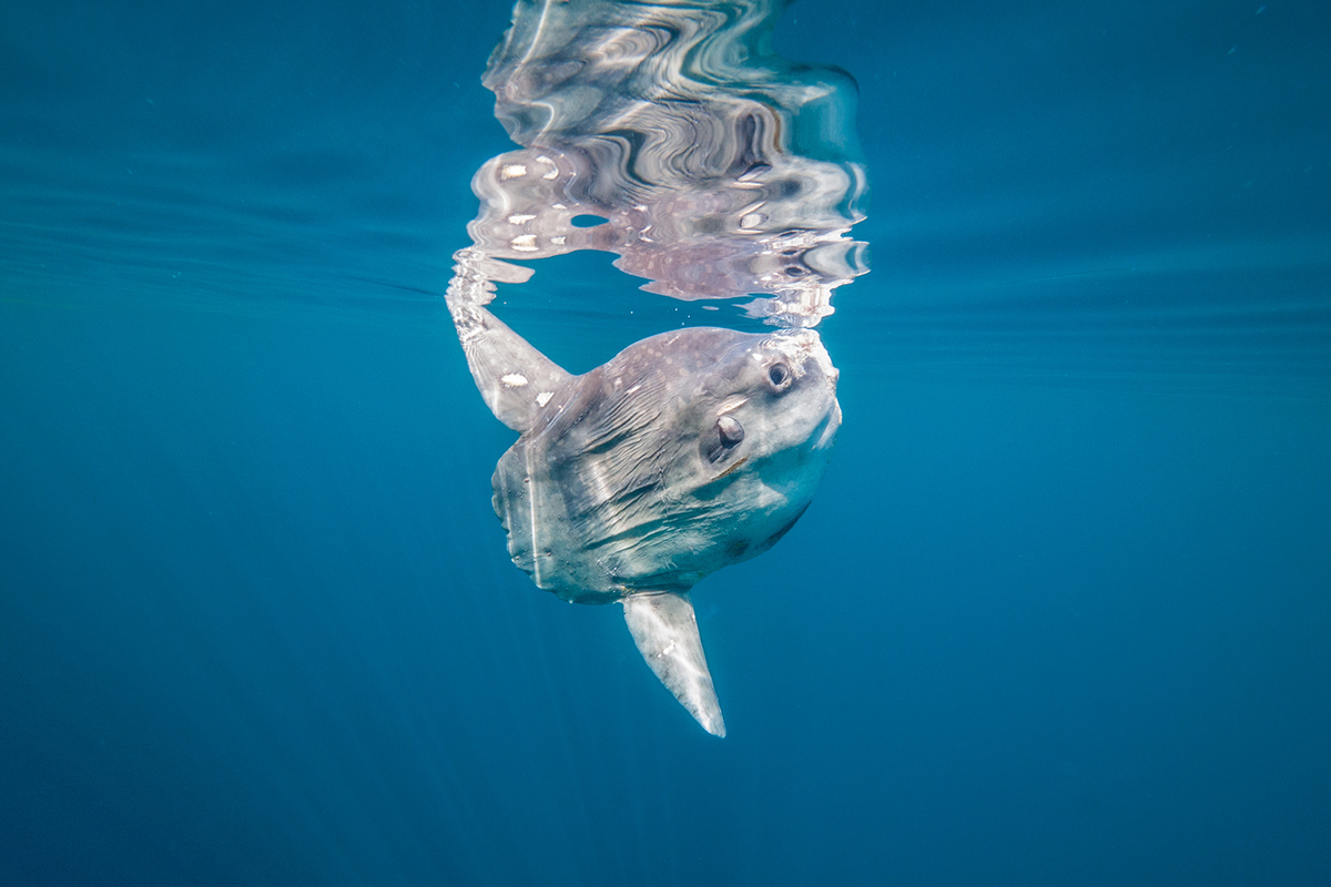 Mặc dù có kích thước lớn, cá mặt trời lại là loài hiền lành và không có bản năng săn mồi như cá mập. Chúng đóng vai trò quan trọng trong hệ sinh thái biển, giúp kiểm soát số lượng sứa và các sinh vật phù du, từ đó duy trì sự cân bằng sinh thái.(Ảnh: One Ocean Foundation)