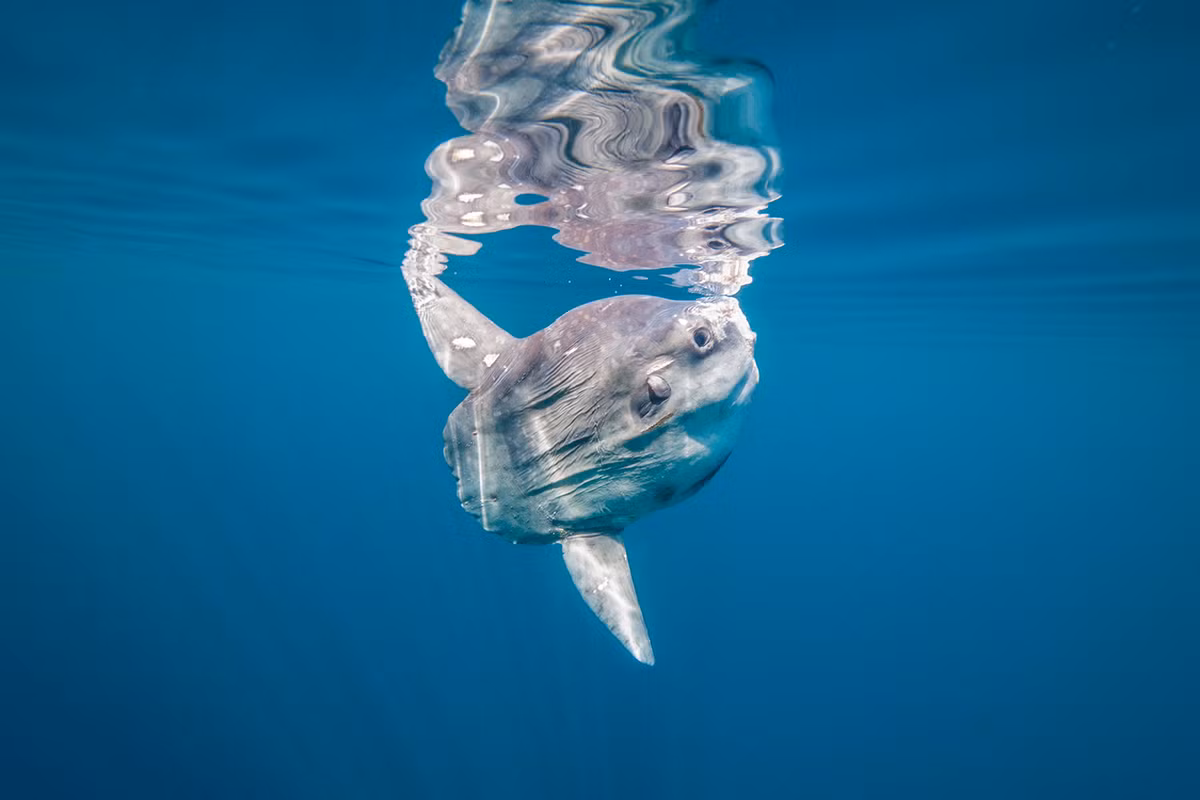 Mặc dù có kích thước lớn, cá mặt trời lại là loài hiền lành và không có bản năng săn mồi như cá mập. Chúng đóng vai trò quan trọng trong hệ sinh thái biển, giúp kiểm soát số lượng sứa và các sinh vật phù du, từ đó duy trì sự cân bằng sinh thái.(Ảnh: One Ocean Foundation)