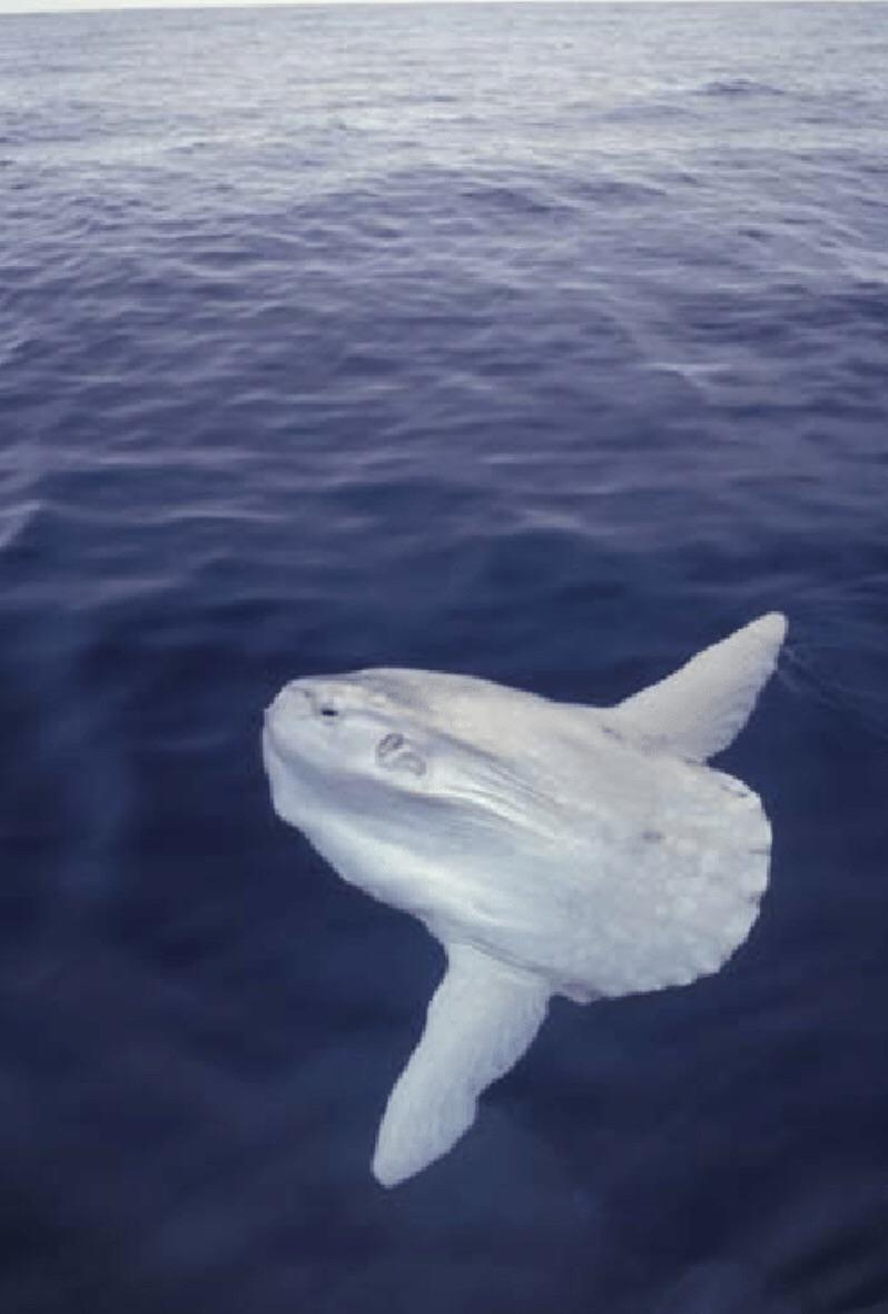 Cá mặt trời thường sống ở các vùng nước sâu lên đến 600 mét và có nhiệt độ thấp. Chúng có thói quen nổi lên mặt nước để phơi nắng, một hành vi giúp chúng điều chỉnh nhiệt độ cơ thể và loại bỏ ký sinh trùng. Do khả năng bơi lội kém, chúng thường di chuyển theo dòng chảy của nước, phó mặc số phận cho các dòng hải lưu.(Ảnh: Reddit)