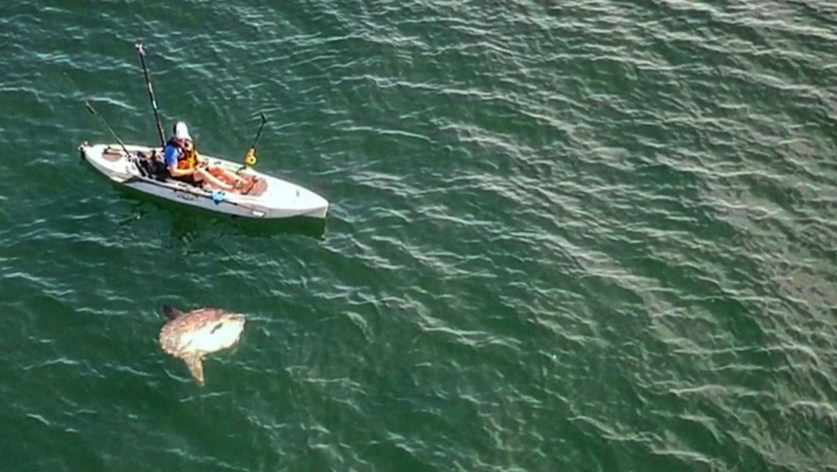 Nguyên nhân chính là do chúng thường bị đánh bắt vô tình trong các hoạt động đánh bắt cá. Sự suy giảm số lượng cá mặt trời đại dương trong tự nhiên là một lời nhắc nhở về tầm quan trọng của việc bảo vệ các loài động vật biển và môi trường sống của chúng.(Ảnh: My Fishing Cape Cod)