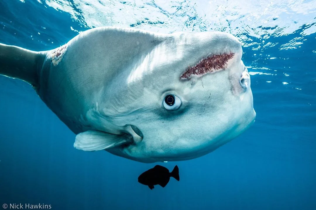 Tuy nhiên, trứng của chúng được thụ tinh bên ngoài cơ thể, điều này đồng nghĩa với việc rất ít trứng có thể phát triển thành cá con khỏe mạnh. Sau khi trứng được thả vào đại dương, chúng phải đối mặt với vô số nguy cơ từ môi trường và các loài săn mồi.(Ảnh: Reddit)