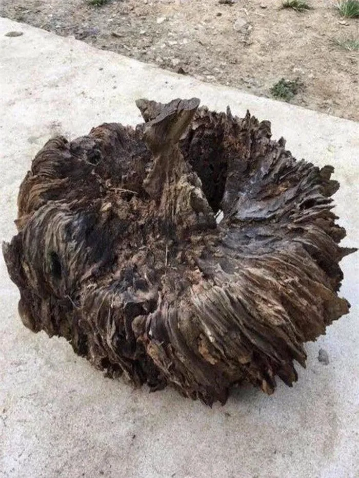 Một ông lão ở Trung Quốc tình cờ nhặt được khúc gỗ hình thù kỳ dị, tưởng chừng như tổ chim mục nát, nhưng con trai ông phát hiện đó là "nốt thông" quý giá. (Ảnh: DNVN)