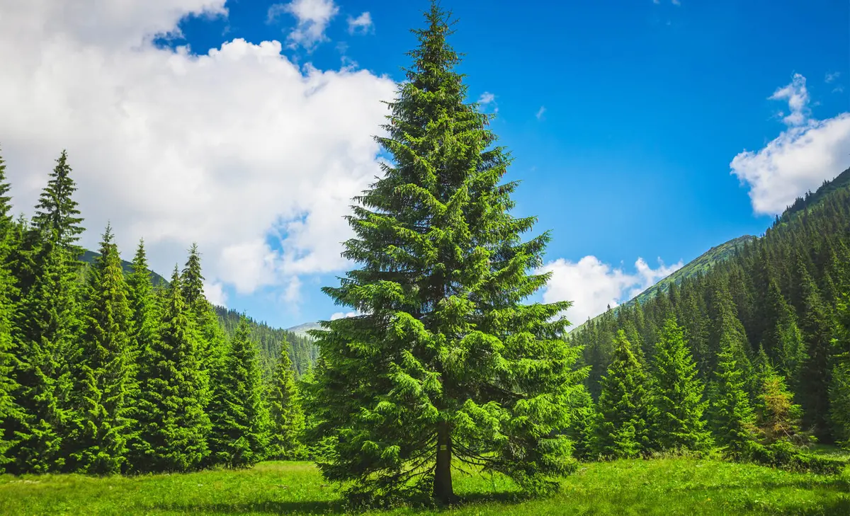 Cây thông ưa sáng, chịu hạn tốt, và phát triển tốt nhất ở những nơi có khí hậu lạnh, ẩm. (Ảnh: Earth.com)