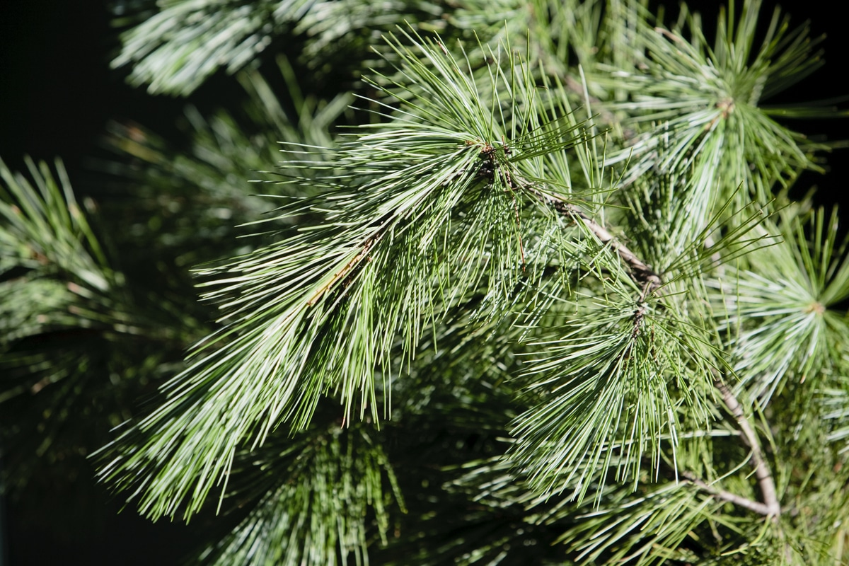 Tại Nhật Bản, cao quả thông được sử dụng để điều trị các u ở dạ dày và bệnh bạch cầu.(Ảnh: Naturally Wood)
