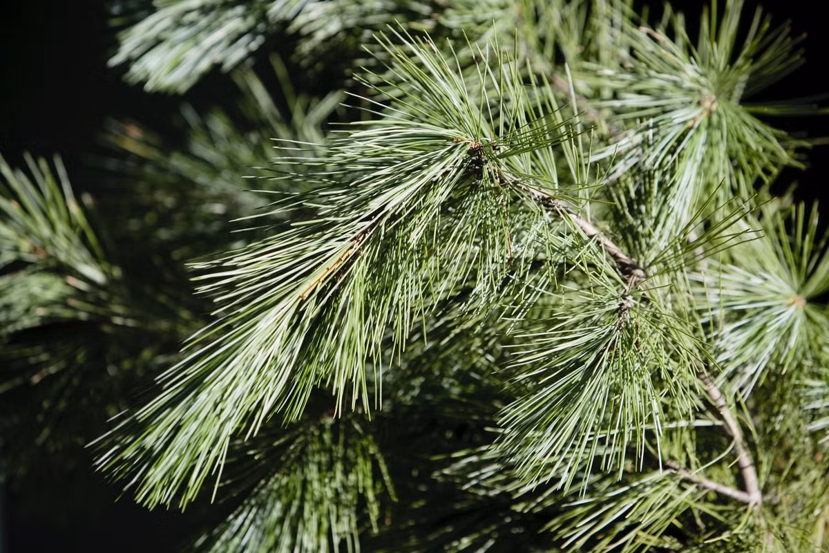 Tại Nhật Bản, cao quả thông được sử dụng để điều trị các u ở dạ dày và bệnh bạch cầu.(Ảnh: Naturally Wood)