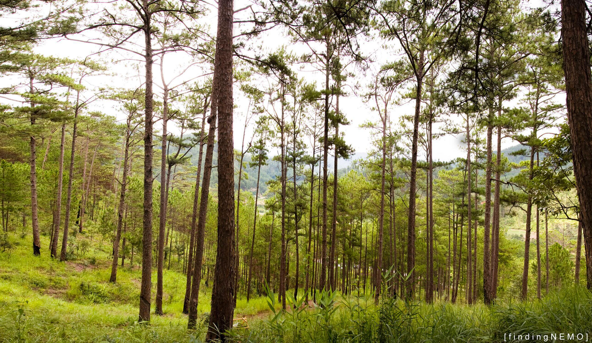 Ở Việt Nam, cây thông thường được trồng ở các vùng núi cao như Đà Lạt, vùng tây bắc, và cao nguyên Lang Biang.(Ảnh: VietPower)