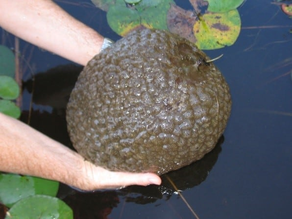 Bryozoans là loài sinh vật lọc, sử dụng các màng mỏng như lông để lọc các hạt thức ăn nhỏ từ nước. Chúng có khả năng sinh sản vô tính và hữu tính. Trong quá trình sinh sản vô tính, các tế bào trong cơ thể bryozoans phân chia và tạo ra các cá thể mới, giúp thuộc địa mở rộng nhanh chóng. Quá trình sinh sản hữu tính thường xảy ra vào mùa sinh sản, khi các cá thể bryozoans phóng thích tinh trùng và trứng vào nước.(Ảnh: The Watershed Foundation)