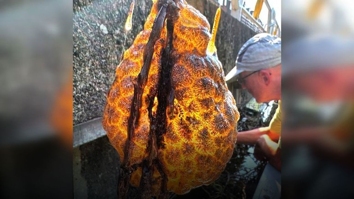 Các nhà khoa học xác định sinh vật lạ này là một đàn Bryozoans, nhóm sinh vật lưỡng tính thường tụ tập và tạo ra nhiều hình thù kỳ lạ khi bám vào các bề mặt như cành cây, vách đá. Nhà sinh thái học địa phương cho biết hiện tượng này hiếm gặp ở Hà Lan và khẳng định chúng không gây hại. Bryozoans có thể tạo thành những khối hình cầu hoặc lớp phủ trên các bề mặt cứng dưới nước. (Ảnh: tgrthaber)