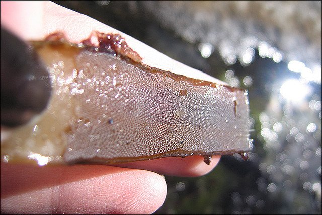 Mặc dù bryozoans không phải là loài động vật lớn và nổi bật như cá voi hay san hô, nhưng chúng đóng vai trò quan trọng trong hệ sinh thái biển. Sự biến đổi khí hậu, ô nhiễm môi trường và hoạt động khai thác biển đang đe dọa đến sự tồn tại của bryozoans và các loài sinh vật biển khác. (Ảnh: One World One Ocean)