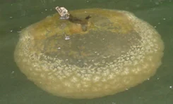 Việc bảo vệ và duy trì môi trường sống của bryozoans không chỉ giúp bảo vệ một loài sinh vật quý giá mà còn góp phần duy trì sự đa dạng sinh học của đại dương.(Ảnh: Outdoor Alabama)