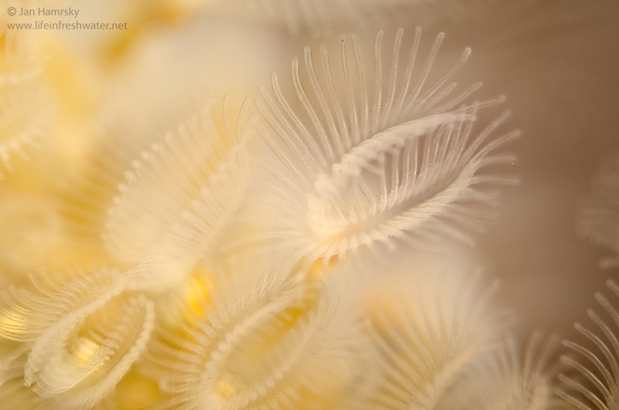 Bryozoans thường sống trong các vùng nước biển, từ vùng nước nông đến vùng nước sâu. Chúng bám vào các bề mặt cứng như đá, san hô chết, và vỏ sò, tạo thành các thuộc địa dày đặc và phức tạp. Một số loài bryozoans cũng sống trong nước ngọt, nhưng chúng thường ít phổ biến hơn so với các loài sống trong nước mặn.(Ảnh: LIFE IN FRESHWATER)