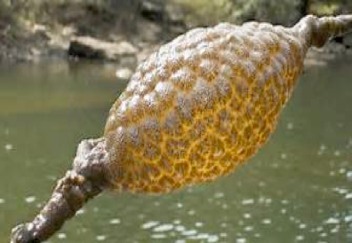 Bryozoans là những sinh vật nhỏ bé, thường chỉ có kích thước từ vài milimet đến vài centimet. Chúng sống thành các thuộc địa, tạo thành những cấu trúc phức tạp giống như rêu hoặc san hô. Cơ thể của chúng được bao phủ bởi một lớp màng mỏng, có chứa các tế bào tạo ra dịch nhầy giúp bảo vệ chúng khỏi các tác nhân gây hại.(Ảnh: American Sport Fish)