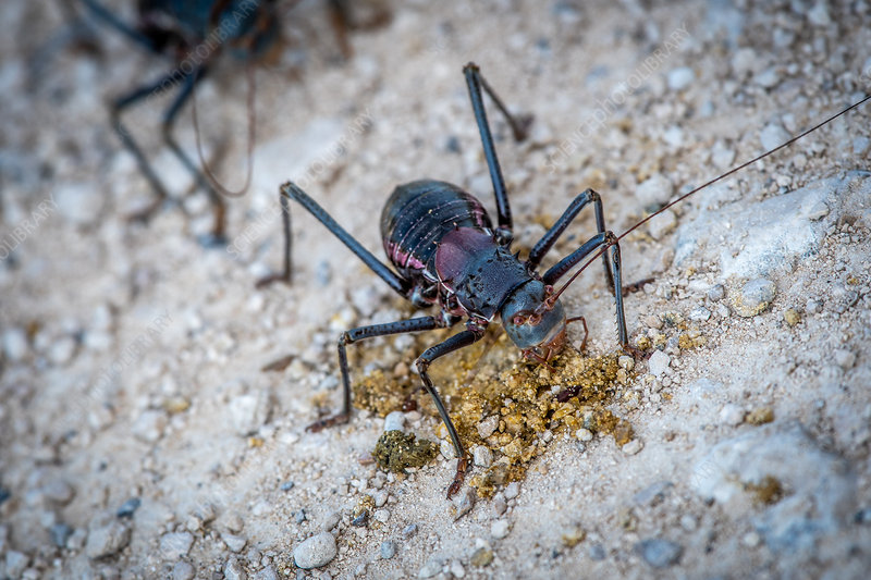 Vì vậy, chiến thuật phòng thủ cao cấp lại trở thành điểm yếu chí mạng của chúng.(Ảnh: Science Photo Library)
