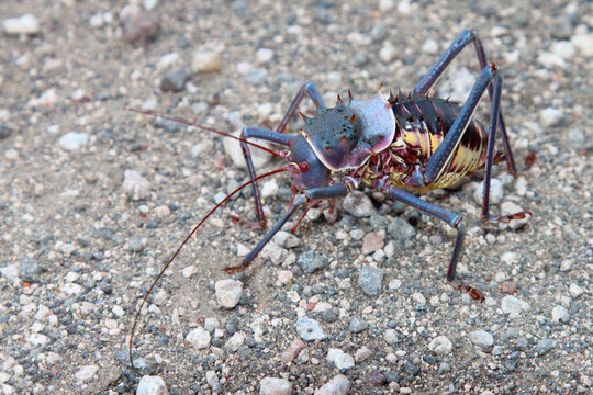 Nông dân ở một số khu vực như Siavonga (Zambia) đã từng mất đến 100% mùa màng do sự tàn phá của loài côn trùng này.(Ảnh: Adobe Stock)