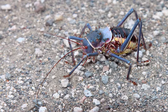 Nông dân ở một số khu vực như Siavonga (Zambia) đã từng mất đến 100% mùa màng do sự tàn phá của loài côn trùng này.(Ảnh: Adobe Stock)