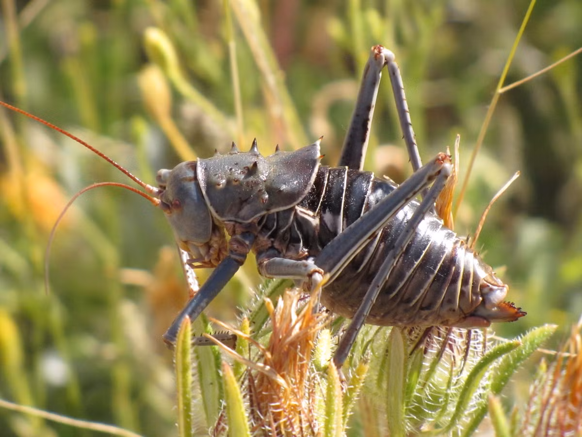 Sống ở các khu vực như Namibia, Botswana, Zimbabwe và Nam Phi, chúng được biết đến với thân dài 5 cm, có lớp giáp ngoài cứng cáp và gai nhọn sắc bén.(Ảnh: Tsammalex )
