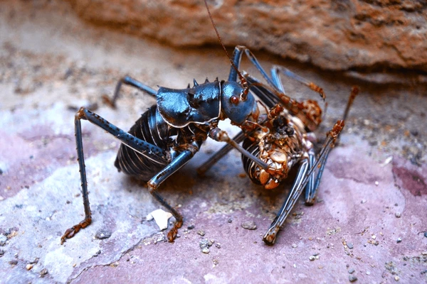 Dế bọc thép được xem là loài gây hại ở châu Phi do chúng phá hoại mùa màng, gây ảnh hưởng nghiêm trọng đến các loại cây trồng như lúa miến, kê và bí ngô. (Ảnh: Shutterstock)