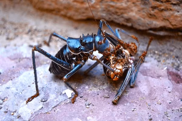 Dế bọc thép được xem là loài gây hại ở châu Phi do chúng phá hoại mùa màng, gây ảnh hưởng nghiêm trọng đến các loại cây trồng như lúa miến, kê và bí ngô. (Ảnh: Shutterstock)