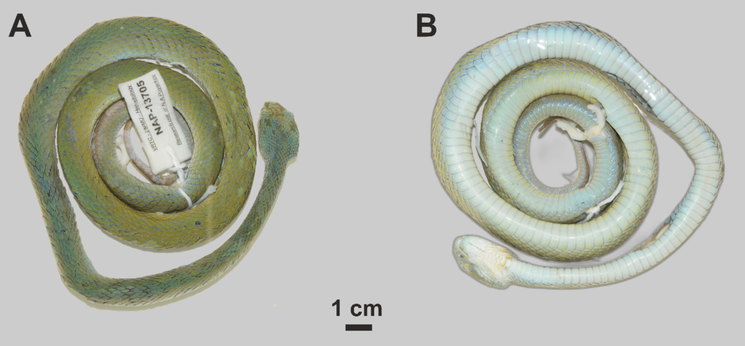Phân tích DNA cho thấy rắn lục mép xanh dương có ít nhất 6% sự khác biệt về di truyền so với các loài rắn lục khác đã được biết đến. (Ảnh: Trung tâm Nhiệt đới Việt - Nga)