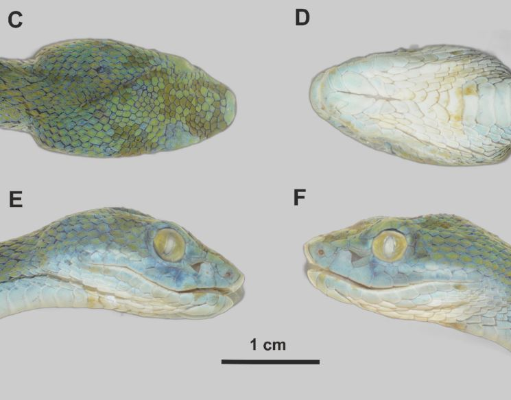 Chúng có kích thước nhỏ, dài khoảng 63 cm, thân màu xanh lá cây sáng, bụng màu vàng lục nhạt và mắt màu vàng sáng.(Ảnh: Idiiatullina SS)