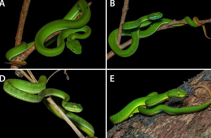 Loài này sống trong các khu rừng khô nhiệt đới, ở độ cao từ 90-400 mét so với mực nước biển và ăn các loài ếch và thằn lằn nhỏ.(Ảnh: Species New to Science)