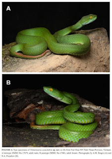 Phát hiện này được công bố trên tạp chí Zootaxa vào tháng 7/2024, nâng số loài thuộc giống Rắn lục châu Á lên 50 loài trên thế giới và 10 loài tại Việt Nam. (Ảnh: Species New to Science)