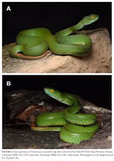 Phát hiện này được công bố trên tạp chí Zootaxa vào tháng 7/2024, nâng số loài thuộc giống Rắn lục châu Á lên 50 loài trên thế giới và 10 loài tại Việt Nam. (Ảnh: Species New to Science)