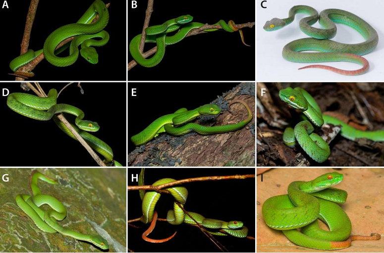 Phát hiện này giúp củng cố tầm quan trọng của rừng nhiệt đới vùng duyên hải Nam Trung Bộ trong việc đa dạng hóa sinh vật lưỡng cư và bò sát.(Ảnh: Species New to Science)