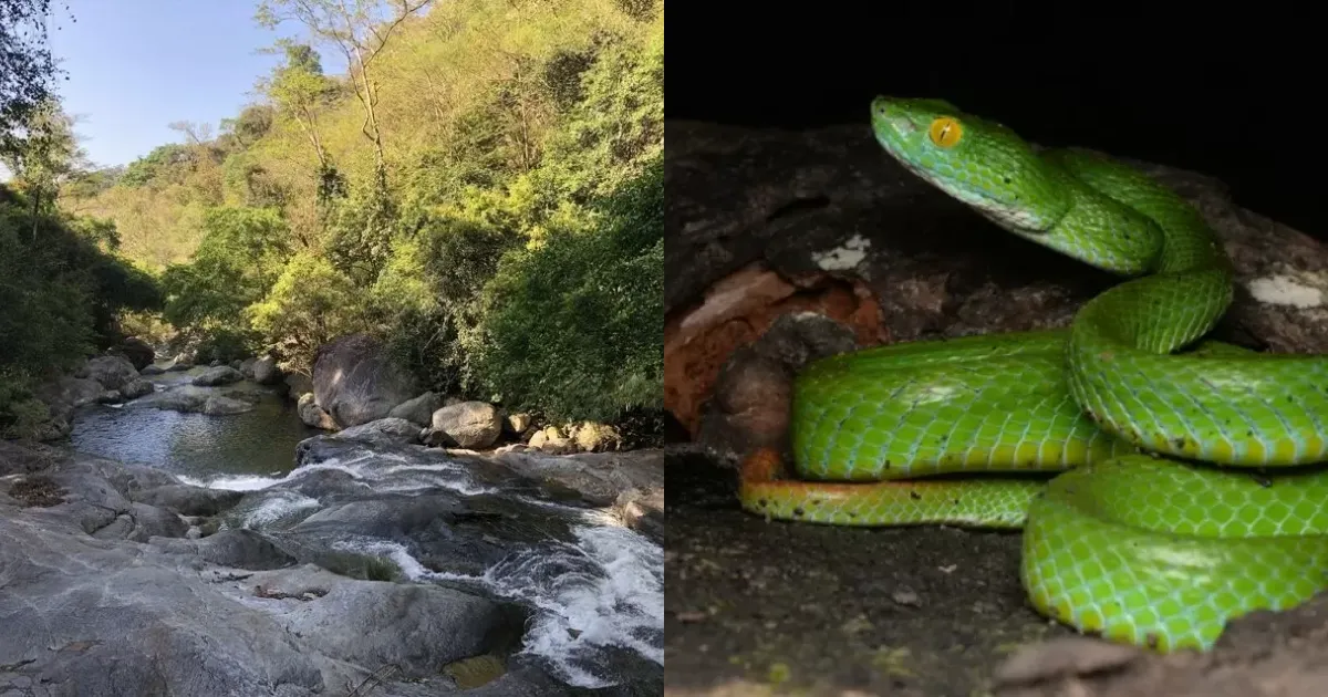 Rắn lục mép xanh dương sở hữu nọc độc nguy hiểm cho con người, nhưng chi tiết về nọc độc của chúng vẫn chưa được nghiên cứu kỹ.(Ảnh: Việt Giải Trí)