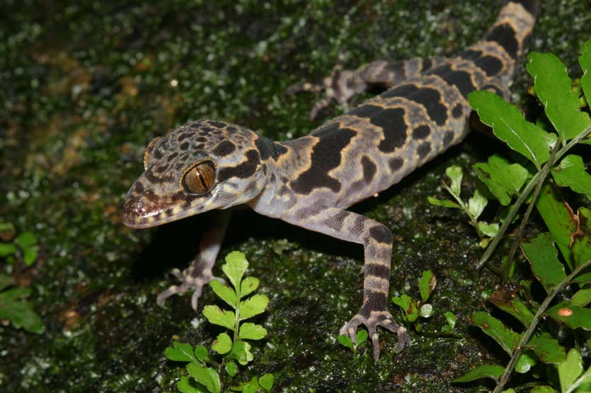 Tắc kè ngón Hang Va được phát hiện và mô tả trong đề tài nghiên cứu đa dạng sinh học tại hang Sơn Đoòng, do PGS. TS Vũ Văn Liên, Phó Tổng Giám đốc Bảo tàng Thiên nhiên Việt Nam, làm chủ nhiệm.(Ảnh: ResearchGate)