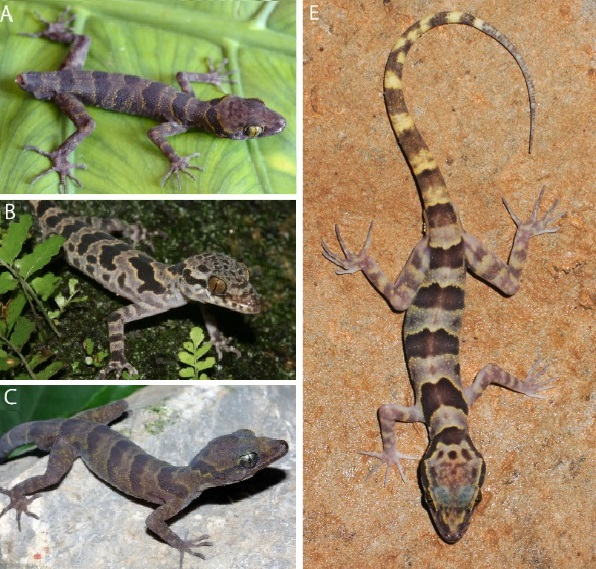 Nhóm nghiên cứu tình cờ phát hiện loài này khi chúng bám trên vách đá vào ban đêm để săn mồi. Với hình dáng đặc biệt, chúng đã thu hút sự chú ý của các nhà khoa học và sau khi nghiên cứu, loài thằn lằn này đã được xác định là loài mới.(Ảnh: Species New to Science)